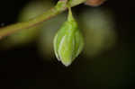 Fringed black bindweed